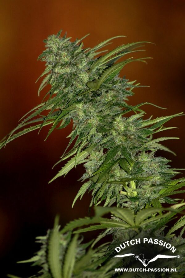 Skunk 1 Regular Seeds - 10 - Image 3