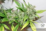 Compassion Lime CBD Auto Feminised Seeds - Image 2