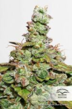 Compassion Lime CBD Auto Feminised Seeds - Image 3