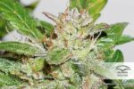 Compassion Lime CBD Auto Feminised Seeds - Image 4