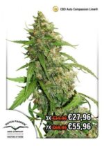 Compassion Lime CBD Auto Feminised Seeds