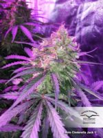 Cinderella Jack Auto Feminized Seeds - Image 2