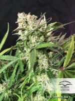 Cinderella Jack Auto Feminized Seeds - Image 3