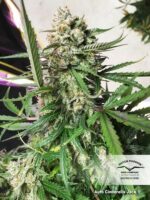 Cinderella Jack Auto Feminized Seeds - Image 4