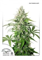 Cinderella Jack Auto Feminized Seeds