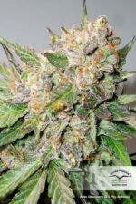 Glueberry O.G. Auto Feminised Seeds - Image 2