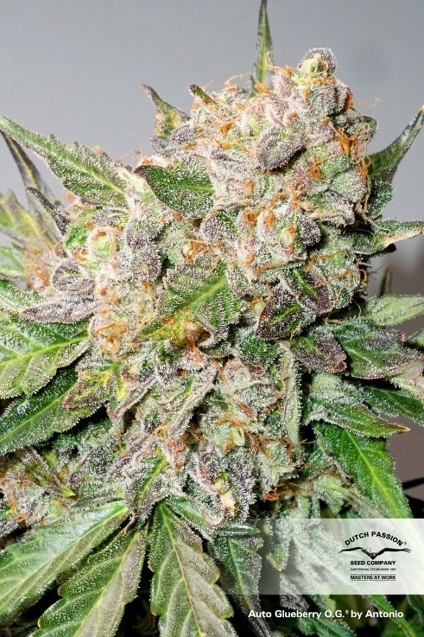 Glueberry O.G. Auto Feminised Seeds - Image 2