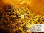 Think Fast Feminised Seeds - Image 2