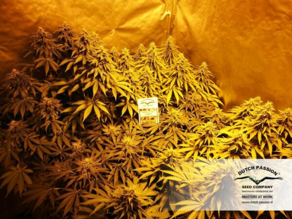 Think Fast Feminised Seeds - Image 2