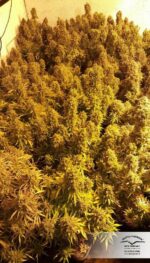 Think Big Auto Feminised Seeds - Image 2