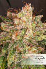 Night Queen Auto Feminised Seeds - Image 3