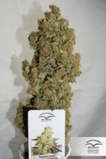 Night Queen Auto Feminised Seeds - Image 4
