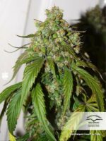 Daiquiri Lime Auto Feminised Seeds - Image 2