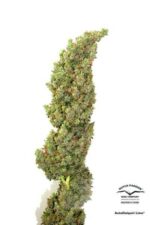 Daiquiri Lime Auto Feminised Seeds - Image 3