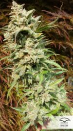 Daiquiri Lime Auto Feminised Seeds - Image 4