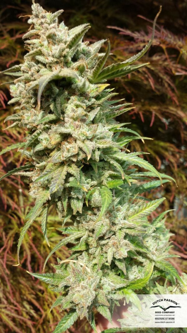 Daiquiri Lime Auto Feminised Seeds - Image 4