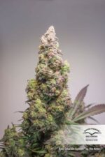 Colorado Cookies Auto Feminised Seeds - Image 2