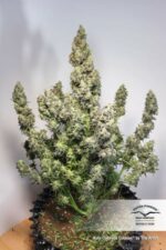 Colorado Cookies Auto Feminised Seeds - Image 3