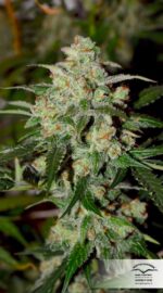 Colorado Cookies Auto Feminised Seeds - Image 4