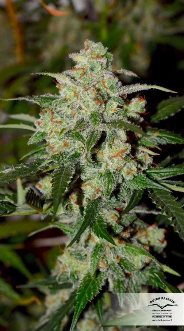 Colorado Cookies Auto Feminised Seeds - Image 4