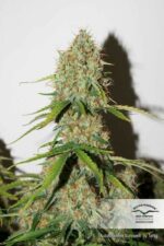 Brooklyn Sunrise Auto Feminised Seeds - Image 2