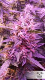 Brooklyn Sunrise Auto Feminised Seeds - Image 3