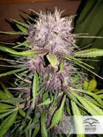 Blackberry Kush Auto Feminised Seeds - Image 2