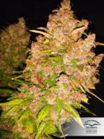 Blackberry Kush Auto Feminised Seeds - Image 3