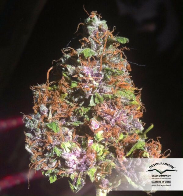 Blackberry Kush Auto Feminised Seeds - Image 4