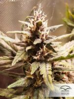 Blackberry Kush Auto Feminised Seeds - Image 5