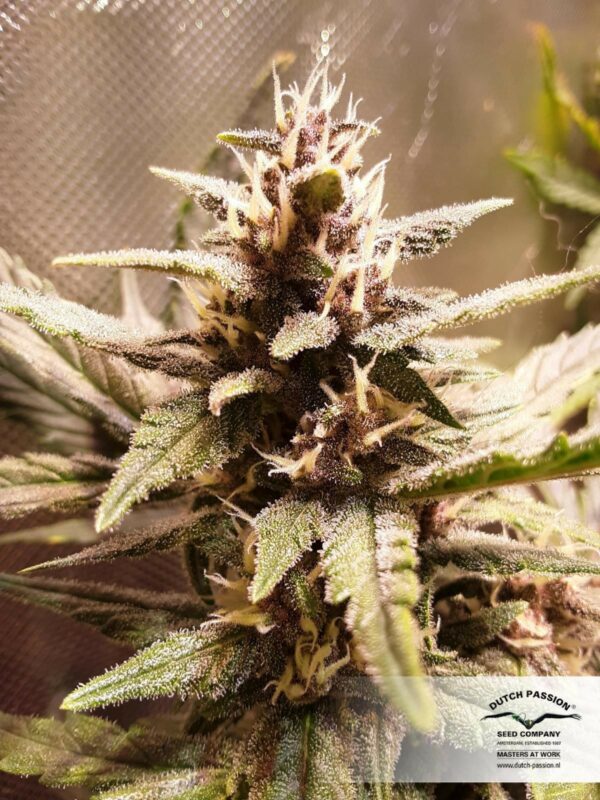Blackberry Kush Auto Feminised Seeds - Image 5
