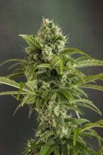 Euforia Auto Feminised Seeds - Image 2