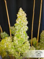 Euforia Auto Feminised Seeds - Image 3