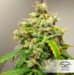 Euforia Auto Feminised Seeds - Image 4
