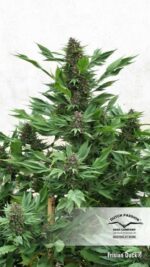 Frisian Duck Feminised Seeds - Image 2