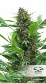 Frisian Duck Feminised Seeds - Image 3