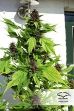 Frisian Duck Feminised Seeds - Image 4