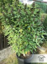 Frisian Duck Feminised Seeds - Image 5