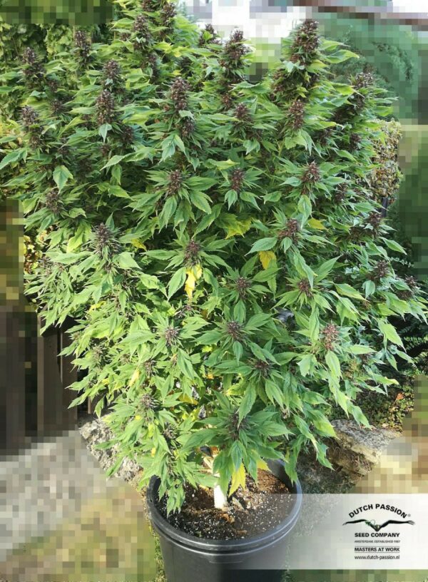 Frisian Duck Feminised Seeds - Image 5