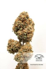 Forest Dream Feminised Seeds - Image 2