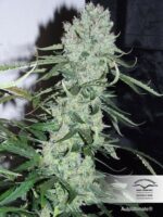 Ultimate Auto Feminised Seeds - Image 2