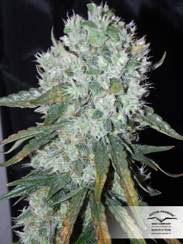 Ultimate Auto Feminised Seeds - Image 3