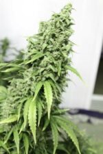 Durban Poison Auto Feminised Seeds - Image 2