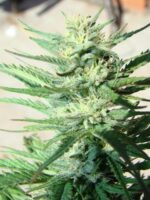 Durban Poison Auto Feminised Seeds - Image 3