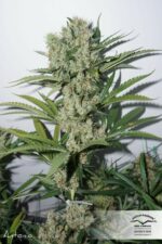 The Edge Feminised Seeds - Image 2