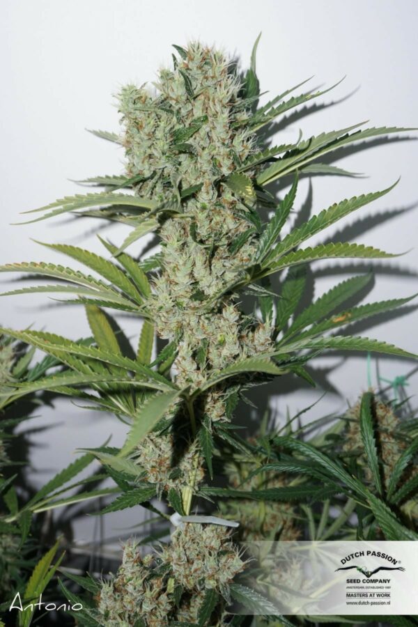 The Edge Feminised Seeds - Image 2