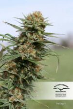 The Edge Feminised Seeds - Image 3