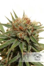 The Edge Feminised Seeds - Image 4