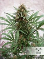 ComPassion CBD Feminised Seeds - Image 2