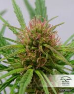 ComPassion CBD Feminised Seeds